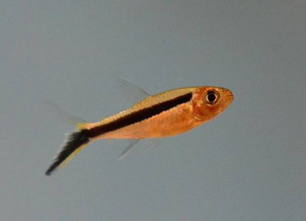 マゼランペンギンの赤ちゃんが誕生！赤ちゃんペンギン愛称投票キャンペーンを6月24日(土)～7月10日(月)期間限定開催