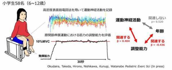 小学校年代の子どもにおける運動神経の特徴が明らかに