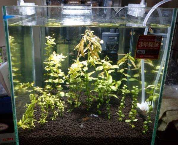 夏だ！水族館へ行こう！水槽の照明にも注目！全国の水族館で採用される京セラのＬＥＤ照明「ＣＥＲＡＰＨＩＣ(R)（セラフィック）」