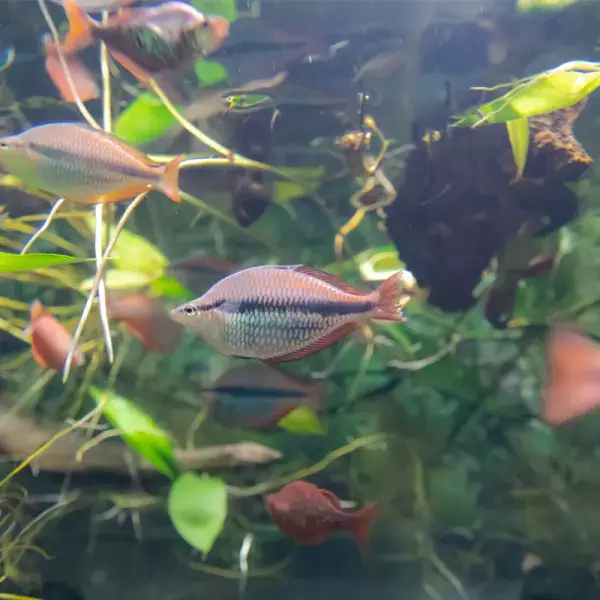 夏だ！水族館へ行こう！水槽の照明にも注目！全国の水族館で採用される京セラのＬＥＤ照明「ＣＥＲＡＰＨＩＣ(R)（セラフィック）」