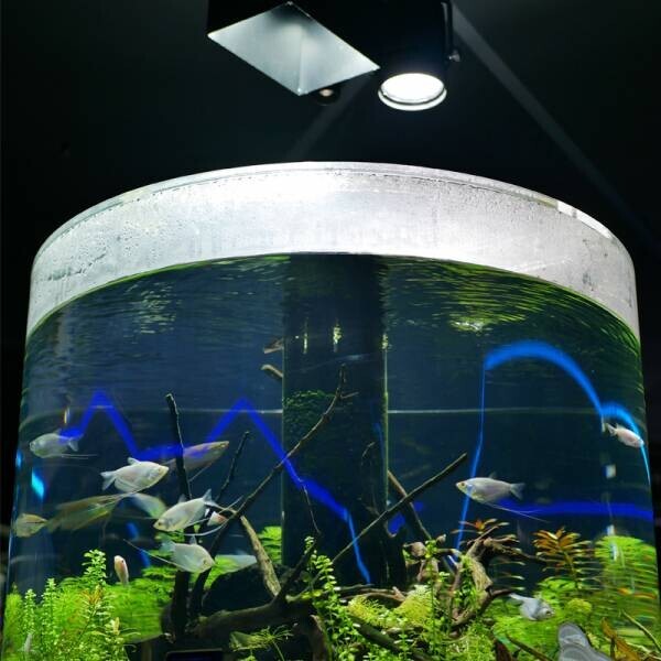 夏だ！水族館へ行こう！水槽の照明にも注目！全国の水族館で採用される京セラのＬＥＤ照明「ＣＥＲＡＰＨＩＣ(R)（セラフィック）」