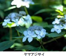 六甲高山植物園 シーボルトが紹介した幻のアジサイシチダンカ見頃＆アジサイ園期間限定公開中！