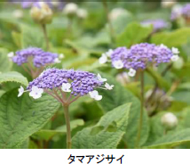 六甲高山植物園 シーボルトが紹介した幻のアジサイシチダンカ見頃＆アジサイ園期間限定公開中！