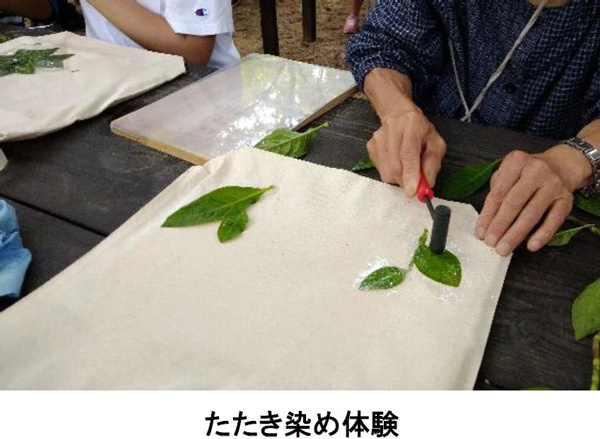 六甲高山植物園 × 伊丹市昆虫館夏休みイベント「しょくぶつ と むし」7/15（土）～9/24（日）開催！