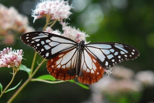 六甲高山植物園 × 伊丹市昆虫館夏休みイベント「しょくぶつ と むし」7/15（土）～9/24（日）開催！