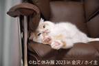 2年ぶり金沢上陸！大人気の“猫の祭典”は金沢オリジナル作品や限定グッズも盛りだくさん♪「ねこ休み展」8月15日(火)～開催