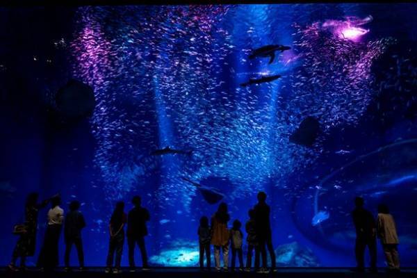 “オーシャンテラス”で生き物たちと一緒に、きらきら輝く夏を楽しもう「SUMMER AQUAWORLD　2023」2023年7月15日(土)～8月27日(日)