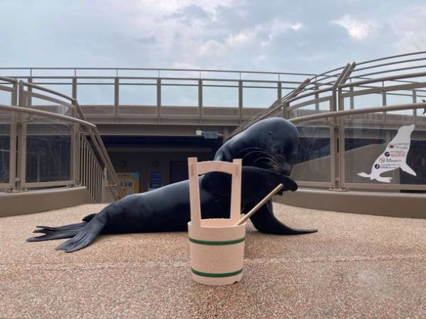 “オーシャンテラス”で生き物たちと一緒に、きらきら輝く夏を楽しもう「SUMMER AQUAWORLD　2023」2023年7月15日(土)～8月27日(日)