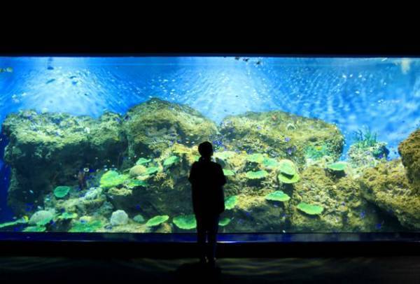 “オーシャンテラス”で生き物たちと一緒に、きらきら輝く夏を楽しもう「SUMMER AQUAWORLD　2023」2023年7月15日(土)～8月27日(日)