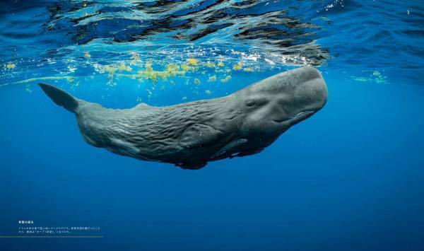 『ナショナル ジオグラフィック　クジラ 海の巨人』著者：ブライアン・スケリー　序文：ジェームズ・キャメロン日本語版監修：田島木綿子（国立科学博物館）7月18日（火）発売！