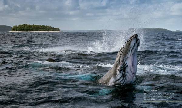 『ナショナル ジオグラフィック　クジラ 海の巨人』著者：ブライアン・スケリー　序文：ジェームズ・キャメロン日本語版監修：田島木綿子（国立科学博物館）7月18日（火）発売！
