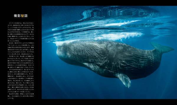 『ナショナル ジオグラフィック　クジラ 海の巨人』著者：ブライアン・スケリー　序文：ジェームズ・キャメロン日本語版監修：田島木綿子（国立科学博物館）7月18日（火）発売！