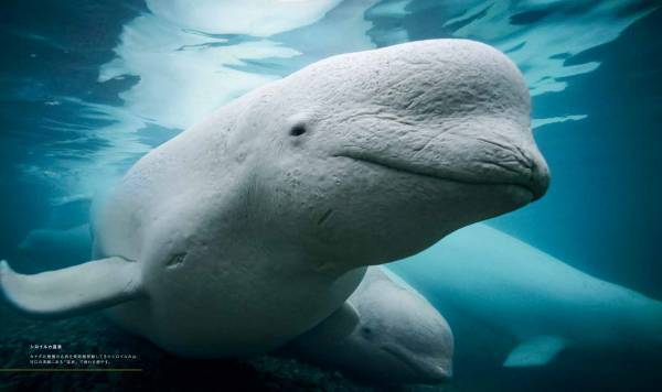 『ナショナル ジオグラフィック　クジラ 海の巨人』著者：ブライアン・スケリー　序文：ジェームズ・キャメロン日本語版監修：田島木綿子（国立科学博物館）7月18日（火）発売！