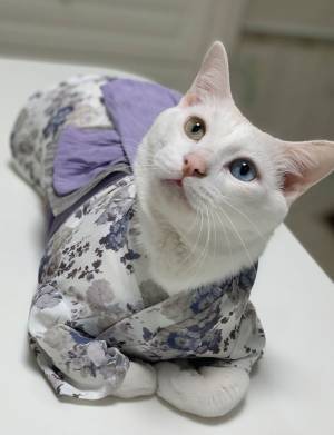 スウィートマミーから英国発インテリア＆ライフスタイルブランドとのコラボ浴衣が発売開始！レディースからキッズ、ベビー、ペットサイズまで展開