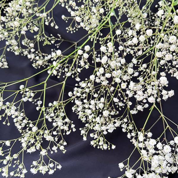 七夕に満点の星のようなカスミソウの限定商品を埼玉県大宮駅にて販売！