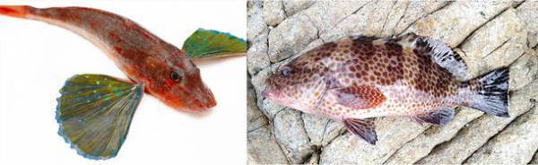 【漁師さんを応援!】未利用魚・低利用魚だからできる！このボリュームでこの価格！「なめろう頂上丼」税込1,000円！7/7(金)より数量限定で販売スタート！