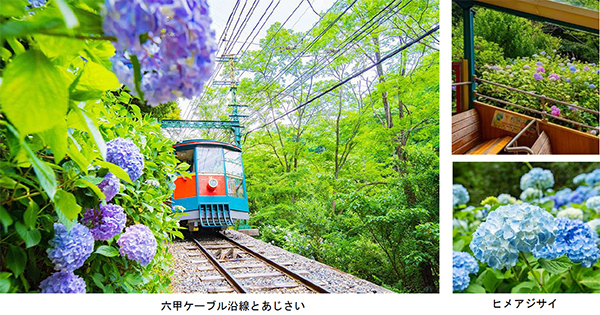 六甲ケーブル沿線に連なるあじさい7月に2,500株が順次見頃を迎えます