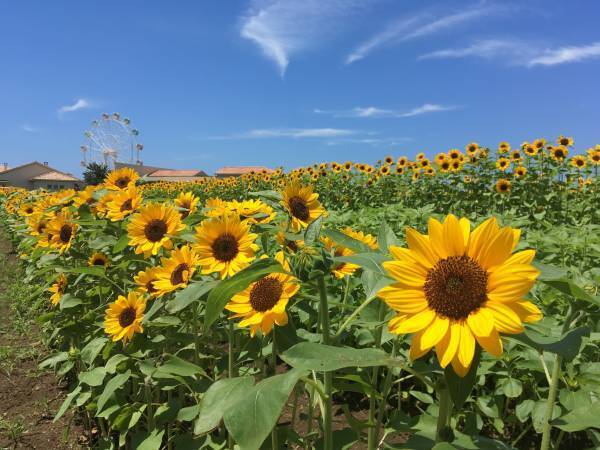 ソレイユの丘に今年も熱い夏がやってきた！「ソレイユの丘2023 太陽の丘サマーフェス」が7月20日（木）に開幕わすれられない、ソレイユの夏がはじまる！