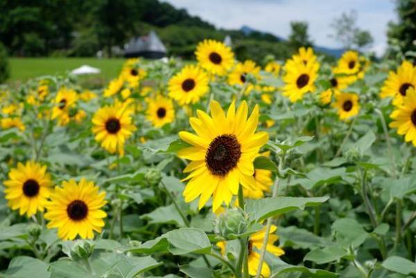 季節を彩る花と魚たちのコラボレーション！『ブルーミング アクアワールド・大洗～サマー～』さわやかな夏を感じるヒマワリ水槽が7月12日から登場！