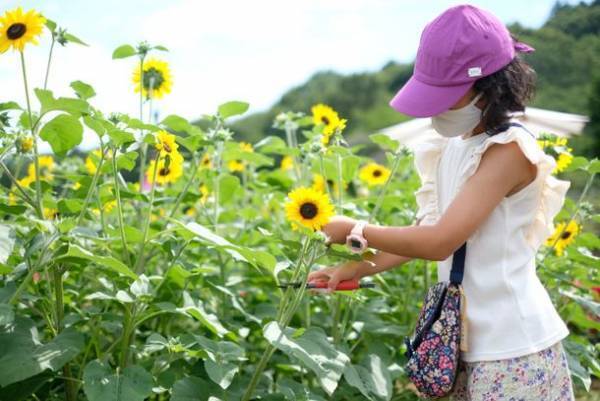 季節を彩る花と魚たちのコラボレーション！『ブルーミング アクアワールド・大洗～サマー～』さわやかな夏を感じるヒマワリ水槽が7月12日から登場！