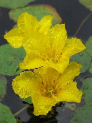 「軽井沢レイクガーデン」2023 サマーシーズン真っ只中　7月～8月はユリやスイレン等、夏の草花と、バラの2番花が見ごろ