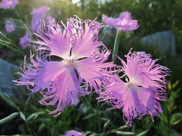 「軽井沢レイクガーデン」2023 サマーシーズン真っ只中　7月～8月はユリやスイレン等、夏の草花と、バラの2番花が見ごろ