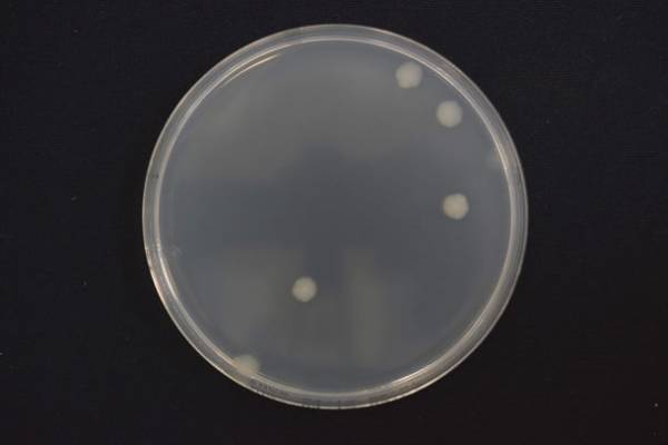 工学院大学研究成果を活用して開発されたオゾン水生成装置が、ノーリツの最新給湯器に搭載。ふろ配管を除菌し、排水口に溜まる水のニオイも抑制。