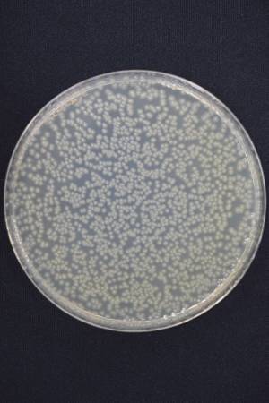 工学院大学研究成果を活用して開発されたオゾン水生成装置が、ノーリツの最新給湯器に搭載。ふろ配管を除菌し、排水口に溜まる水のニオイも抑制。