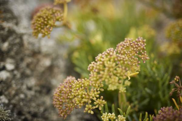 プロフェッショナル・マリンコスメティクス＆スパブランド「PHYTOMER(フィトメール)」がオーガニック エイジングケア2製品を発売