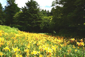 【六甲高山植物園】一面に広がる黄色の花畑約2,000株の「ニッコウキスゲ」が見頃です！