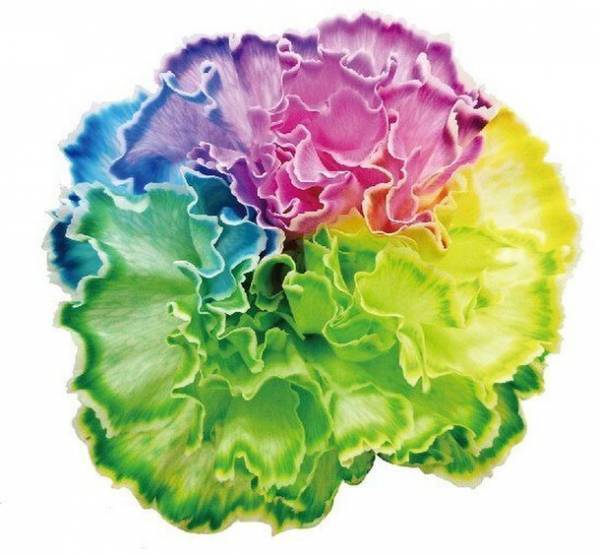 満開に咲かせたキクと、トリイが販売する切り花染色剤「フラワーパレット(R)」が合体した、「1日でできる自由研究キット」が日本一の花の生産地田原市の花の定期便タハナより発売