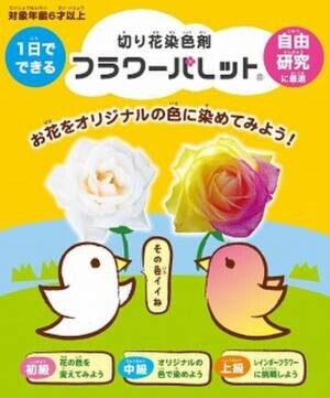 満開に咲かせたキクと、トリイが販売する切り花染色剤「フラワーパレット(R)」が合体した、「1日でできる自由研究キット」が日本一の花の生産地田原市の花の定期便タハナより発売