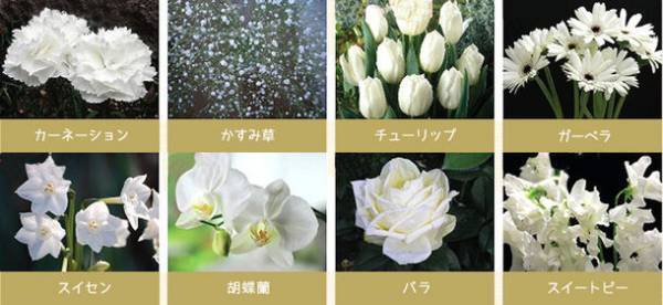 満開に咲かせたキクと、トリイが販売する切り花染色剤「フラワーパレット(R)」が合体した、「1日でできる自由研究キット」が日本一の花の生産地田原市の花の定期便タハナより発売