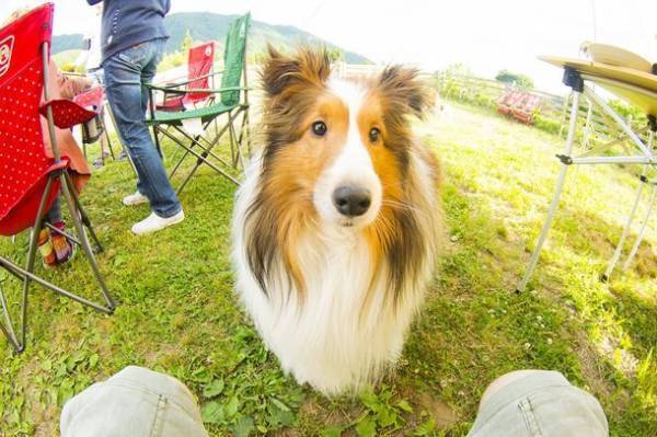 長野・蓼科湖近くに自然を活かしたアクティビティを体験できる「アルピコリゾート　蓼科高原キャンプ場」が7月15日オープン