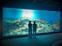 アクアワールド茨城県大洗水族館の「きらめく珊瑚礁の魚たち」水槽が7月22日からリニューアル