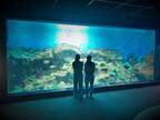 アクアワールド茨城県大洗水族館の「きらめく珊瑚礁の魚たち」水槽が7月22日からリニューアル