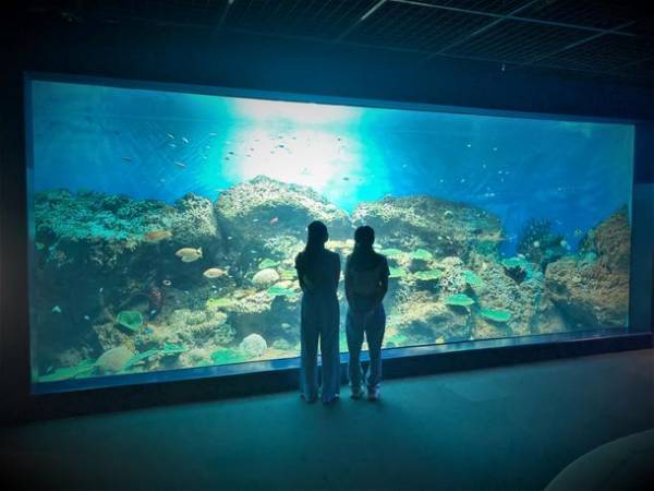 アクアワールド茨城県大洗水族館の「きらめく珊瑚礁の魚たち」水槽が7月22日からリニューアル