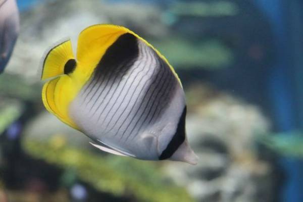 アクアワールド茨城県大洗水族館の「きらめく珊瑚礁の魚たち」水槽が7月22日からリニューアル