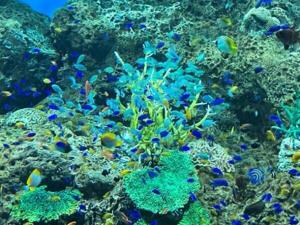 アクアワールド茨城県大洗水族館の「きらめく珊瑚礁の魚たち」水槽が7月22日からリニューアル