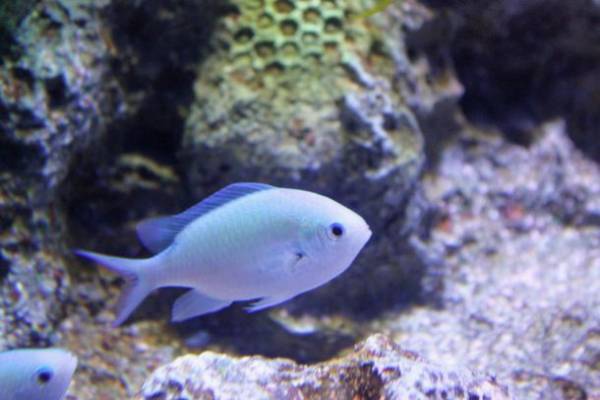 アクアワールド茨城県大洗水族館の「きらめく珊瑚礁の魚たち」水槽が7月22日からリニューアル