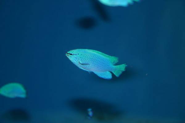 アクアワールド茨城県大洗水族館の「きらめく珊瑚礁の魚たち」水槽が7月22日からリニューアル