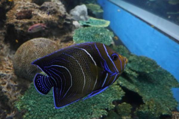 アクアワールド茨城県大洗水族館の「きらめく珊瑚礁の魚たち」水槽が7月22日からリニューアル