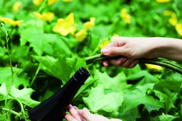 豊かな自然の中でお肌と心をリフレッシュ！岐阜の美肌菌農場で「有機ヘチマ水＆トウモロコシ収穫体験会」8/26(土)開催！