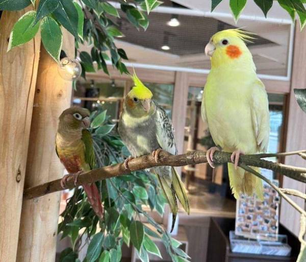 次世代都市型動物園　動物たちが暮らす森Animeal(アニミル)は7月22日より動物エリアのパワーアップを実施！～お台場店・心斎橋店に新しい仲間も登場！～