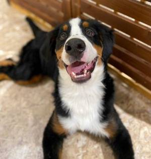 次世代都市型動物園　動物たちが暮らす森Animeal(アニミル)は7月22日より動物エリアのパワーアップを実施！～お台場店・心斎橋店に新しい仲間も登場！～