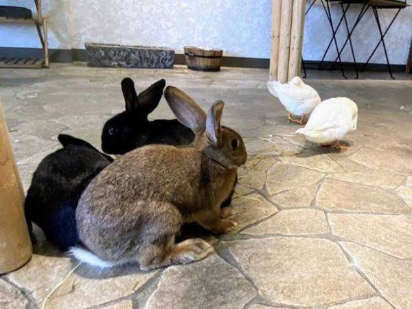 次世代都市型動物園　動物たちが暮らす森Animeal(アニミル)は7月22日より動物エリアのパワーアップを実施！～お台場店・心斎橋店に新しい仲間も登場！～