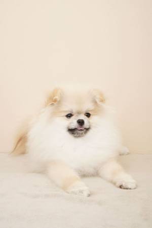 愛犬・愛猫と一緒に撮影できるセルフ写真館「PICmii Pets」　PET DESIGN 自由が丘店 7周年記念イベントに2日間限定出店　＜開催期間：7月22日(土)～7月23日(日)＞