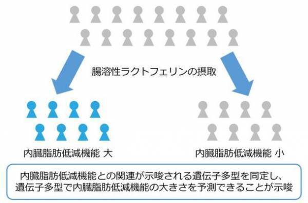 機能性食品の内臓脂肪低減機能と遺伝子多型との関連性を研究し論文として公開