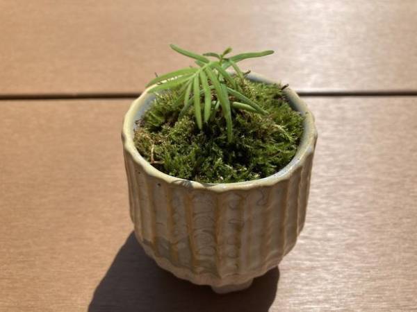 ペットと泊まれる庭園墓地「自然苑」　郡上八幡の自然の中でペットと一緒にアーシング体験ができる場所を作るためクラウドファンディングを開始