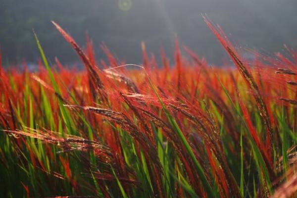 日本の米文化が無くなる！？米農家が存続危機　糸島の赤米農家を支えた赤米茶を通して日本の農業を学ぶ工場見学8月4日(金)、8日(火)開催！